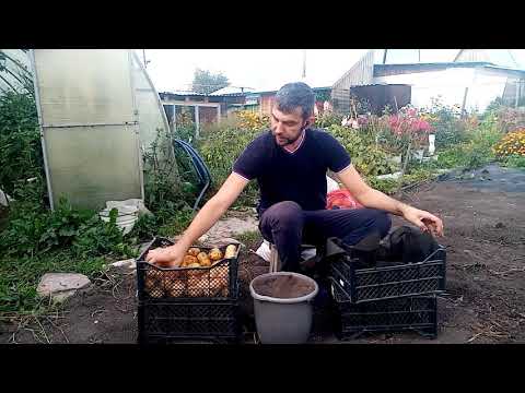 Хранение картофеля в