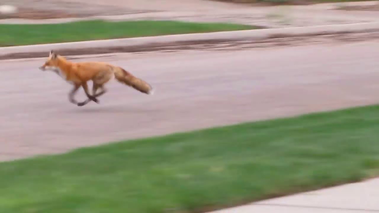 How Far Can A Fox Run