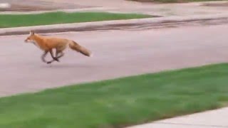 Mama fox running away