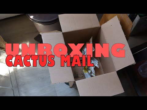 Unboxing Cactus Mail