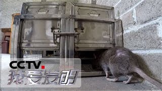 《我爱发明》连克鼠敌 让老鼠插翅难飞 20181011 | CCTV科教