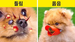 사랑스러운 반려 동물을 위한 재미있고 실용적인 Diy 액세서리와 전문가 팁🐶😻