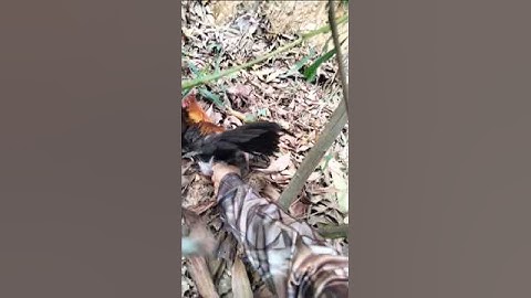 Tiếp Tục Bẫy Được Gà Rừng Rặc Tơ Đẹp #shorts