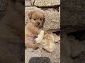 Puppy Becomes Friends With Chics