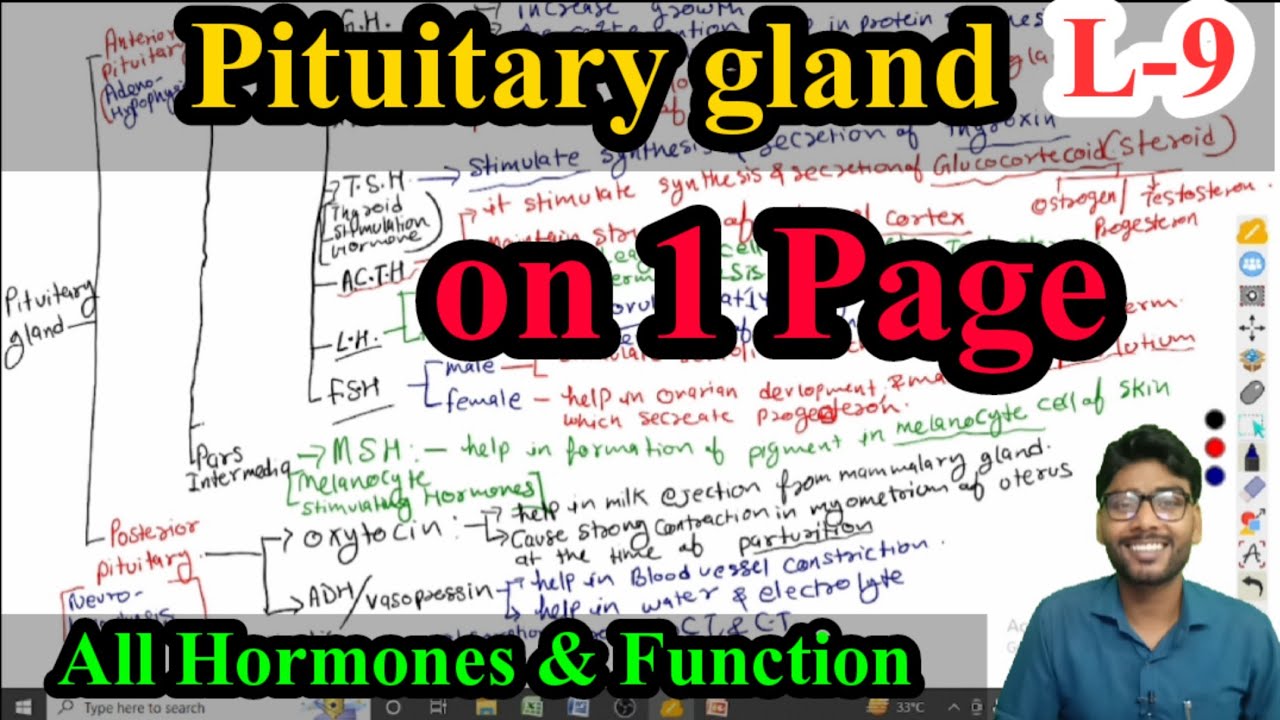 PITUITARY GLAND ANATOMY AND PHYSIOLOGY IN HINDI | HORMONES| Control ...