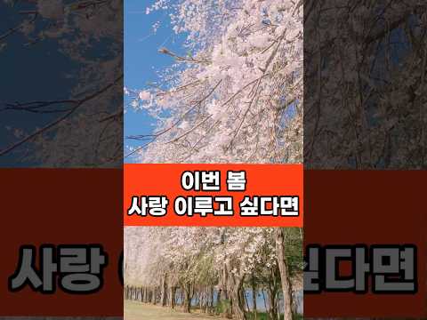 [뚜벅이도 벚꽃 찐 명소] 차 막히는 벚꽃 구경, 사람에 치이는 벚꽃 구경 제발 그만하세요!ㅣ홍대에서 셔틀 한 번에 끝나는 비밀 명소 ㅣ 재회, 짝사랑, 썸타는 중이라면 필수!