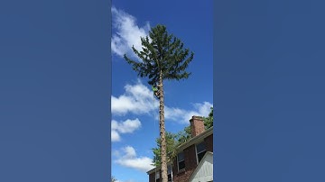 Colonial Tree Service Cutting Down a Pine Tree