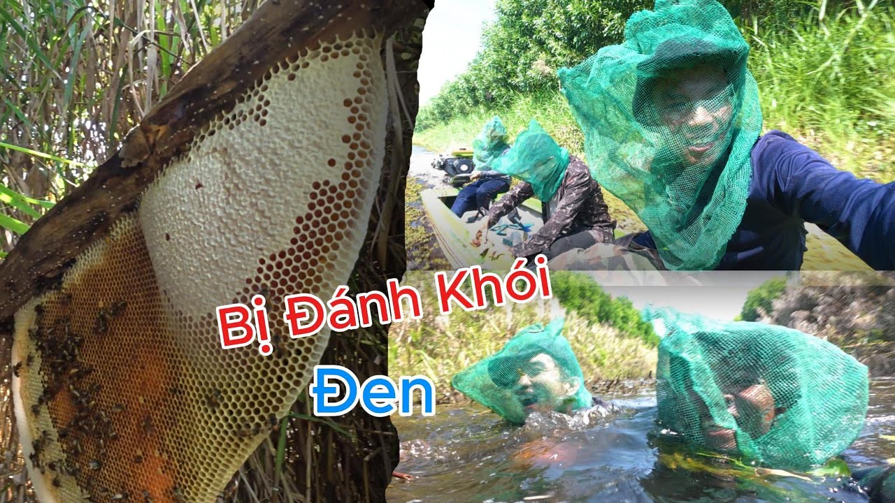 Thu Hoạch Ong Kèo