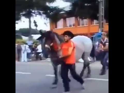 funny-horse-kick.