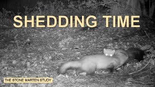 It&#39;s shedding time, and another visit (Stone marten family/Steinmarder/Husmår) (best at 1080p)