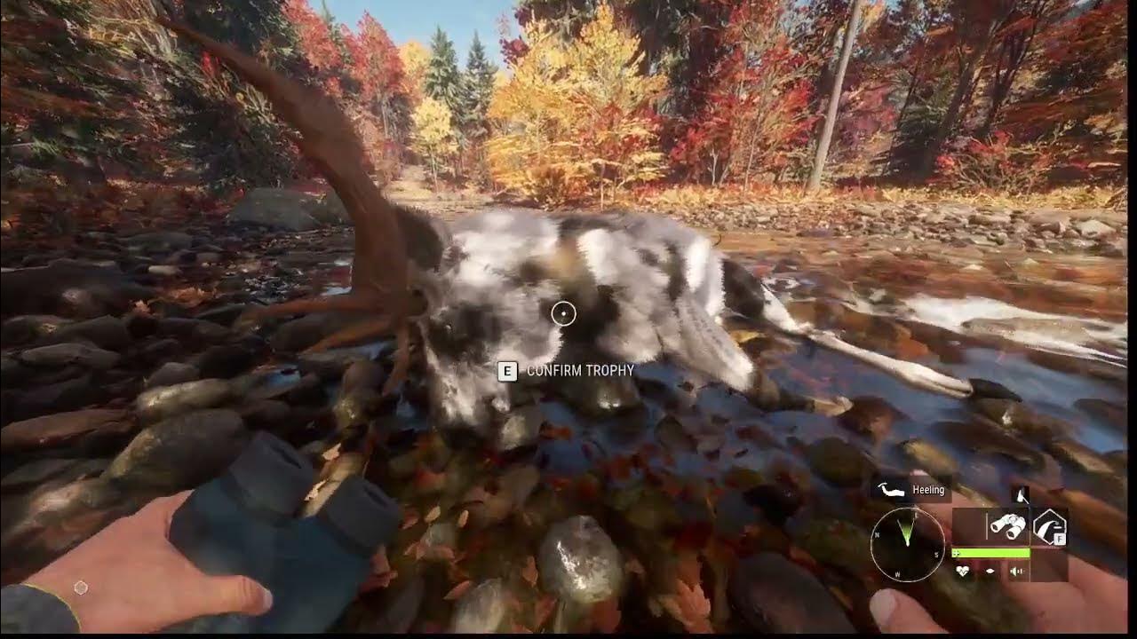 COTW Piebald Moose New England YouTube