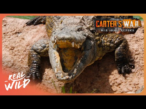 What Is The Most Dangerous Animal in Africa? | Carter's WAR documentary thumbnail