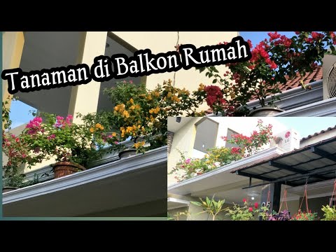Video: Apakah Tumbuhan Terbaik Untuk Balkoni: Menanam Bunga Di Balkoni