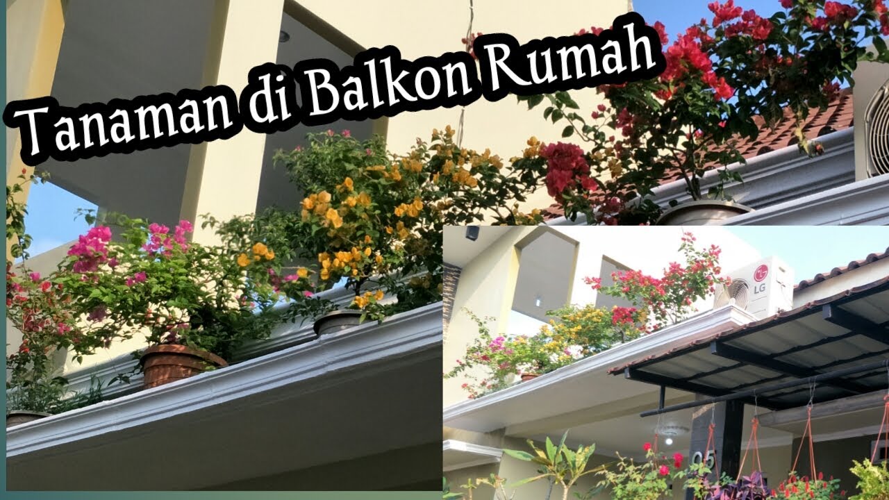 Tanaman di balkon rumah dan cara pemilihannya — Transcript