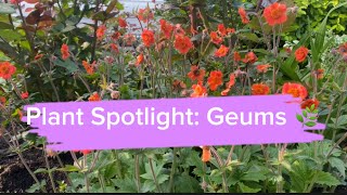 Download Lagu Plant Spotlight: Geum -🌿 You need this perennial for your sunny garden 🌿 MP3