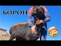 БАРОН - ҰРЫҚТЫҚ ҚОШҚАР. Жеңіс шаруашылығының 2023 жылғы қойға күйекке түскен жаңа ҚОШҚАРы.