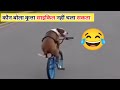 जानवर भी करते हैं कॉमेडी  देख कर लोटपोट हो जाओगे | Animals Also Do Comedy You