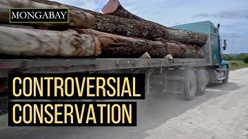 Can a logging concession in Guatemala help fight illegal deforestation?