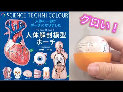 ガチャガチャ新商品 人体解剖模型ポーチを開封してみた★サイエンステクニカラー