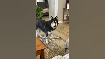 my husky got mad at me for not giving him a second dinner #huskies #dogvideos