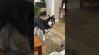 my husky got mad at me for not giving him a second dinner #huskies #dogvideos