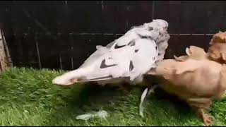 Chinese Owl ,Membership Code : UPC - 390 , Ph : 9446297241 , 92095 06275 Chinese Owl ,Membership Code : UPC - 390 , Ph : 9446297241 , 92095 06275