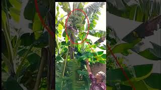 viral ada pohon pisang unik #shorts