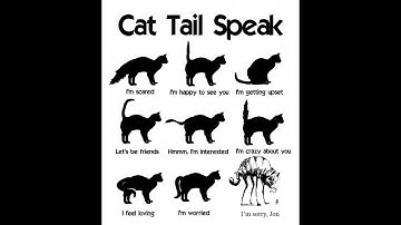 Cat Tail Signs - Decoded | Understand Kitten Body Language & Behavior to Avoid Problems | Mykitten