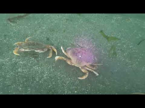 Crab Rodeo 🦀  | Diving for Dungeness