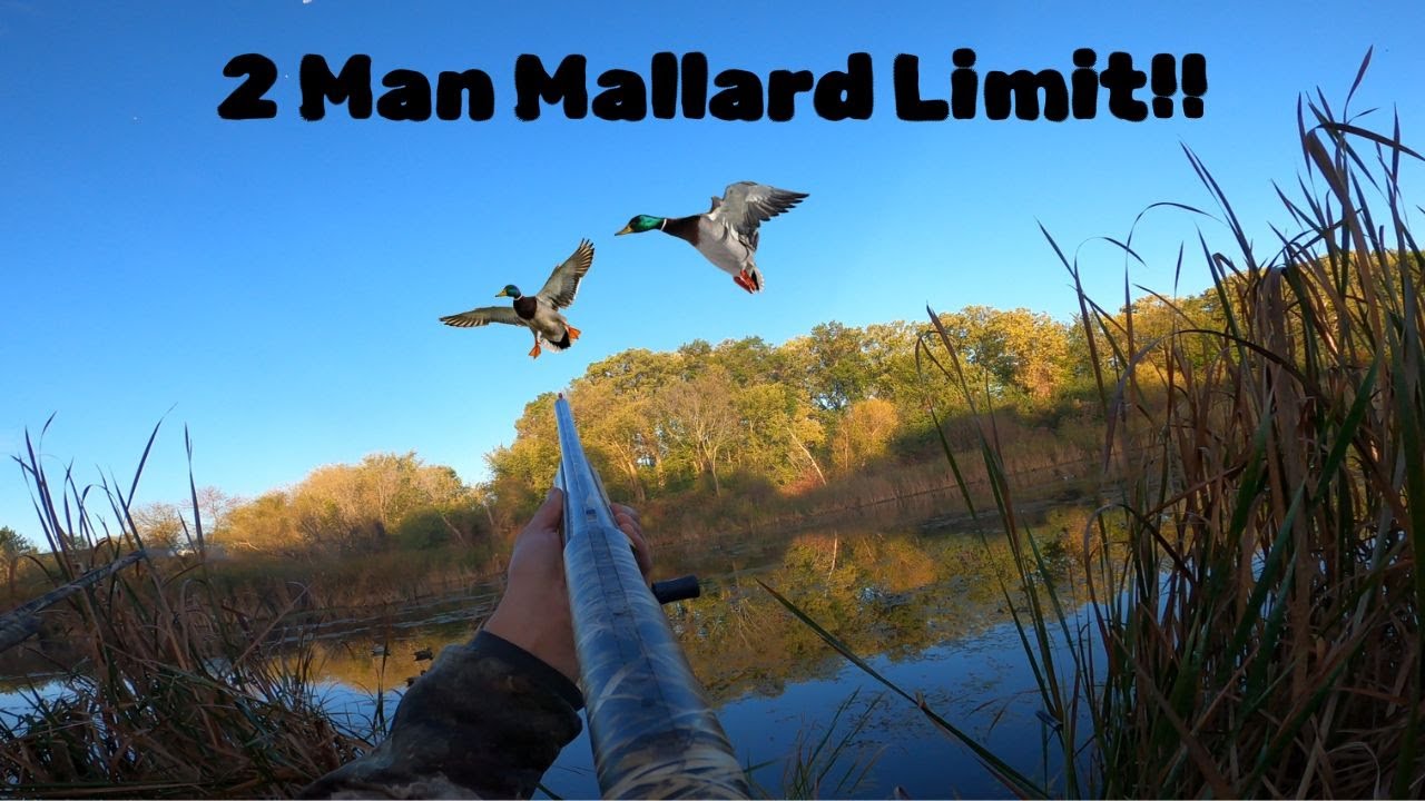 Central Minnesota 2 Man Mallard Limit!!! (Colorful Drake Mallards!!)