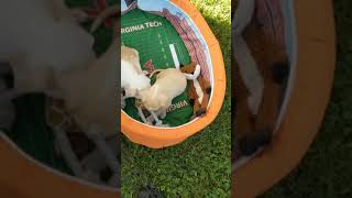 Meet Frank Sinatra and Humphrey Bogart!