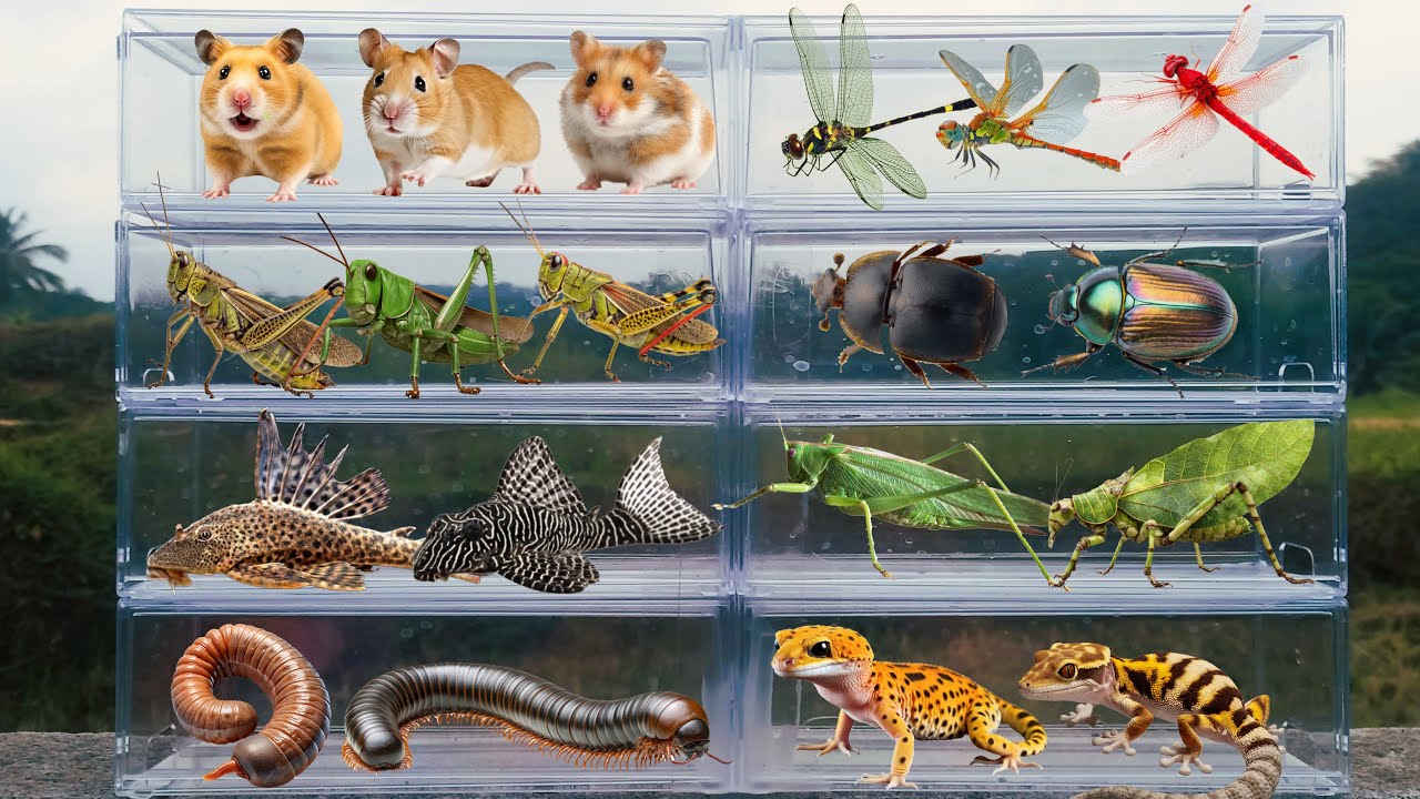 I am hunting for insects in the garden I found a Zebra Stag Beetle, Gecko, Hamster, Grasshopper.....