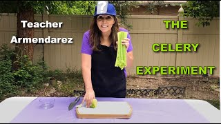 Teacher Armendarez - Celery Experiment