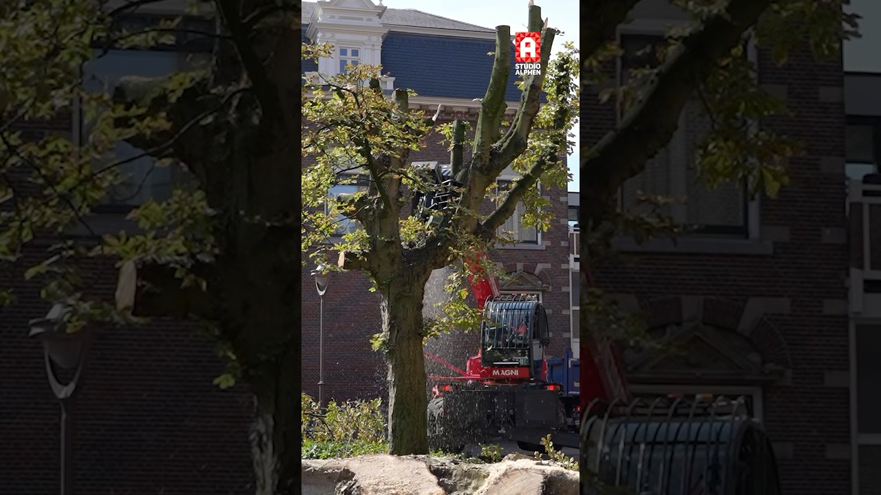 Weg zijn ze… drie iconische kastanjebomen uit het hart van Alphen