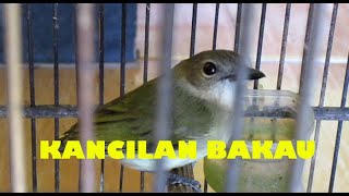 Burung Kancilan Bakau