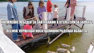 Кормление лебедей за завтраками в отеле &quot;Элиза Заркау&quot;. Лесной, Куршская коса, Калининградская обл.