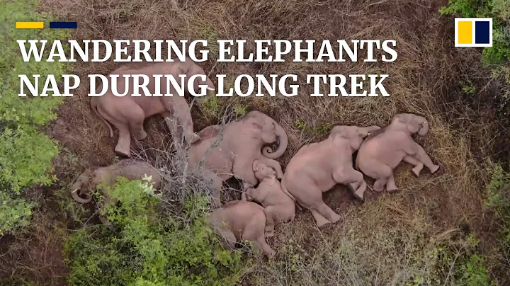 China’s wandering elephants need a nap amid 500km trek - DayDayNews