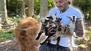 BABY GOATS WERE BORN!!!! So CUTE!!!! 😍 by Tyler Nolan 41,922 views 1 month ago 14 minutes, 19 seconds