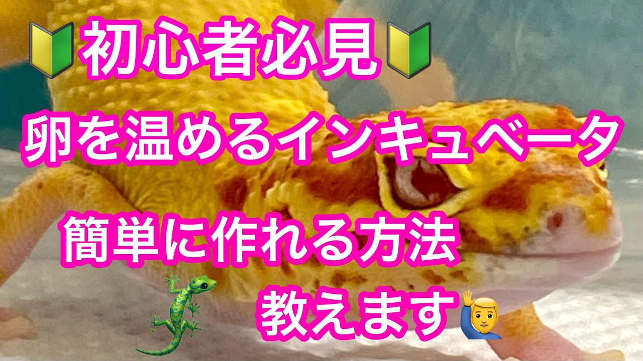 【レオパ】🔰インキュベータの作り方教えます　簡単に誰でも作れます 　　🙋‍♂️総額（500円）です🔰