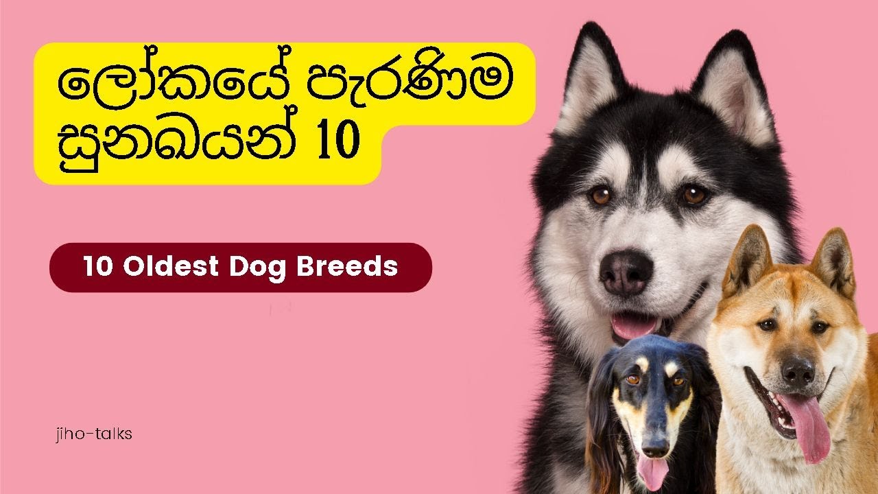 10 Oldest Dog Breeds Sinhala 10 YouTube 10-oldest-dog-breeds-sinhala-10-youtube