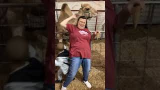 Camel uses its neck to pull woman and little boy gets stuck between her and fence