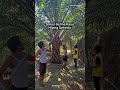 Semangat Berladang Petani Sawit 🌴 Demi Keluarga di Rumah