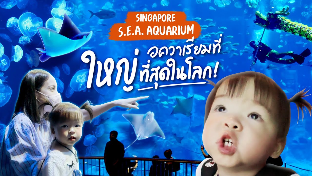 SEA Aquarium พาเที่ยวสิงคโปร์ เดินดูอควาเรียมที่ใหญ่ที่สุดในโลก!! Ase