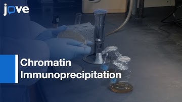 Chromatin Immunoprecipitation (ChIP) of Histone Modifications | Protocol Preview
