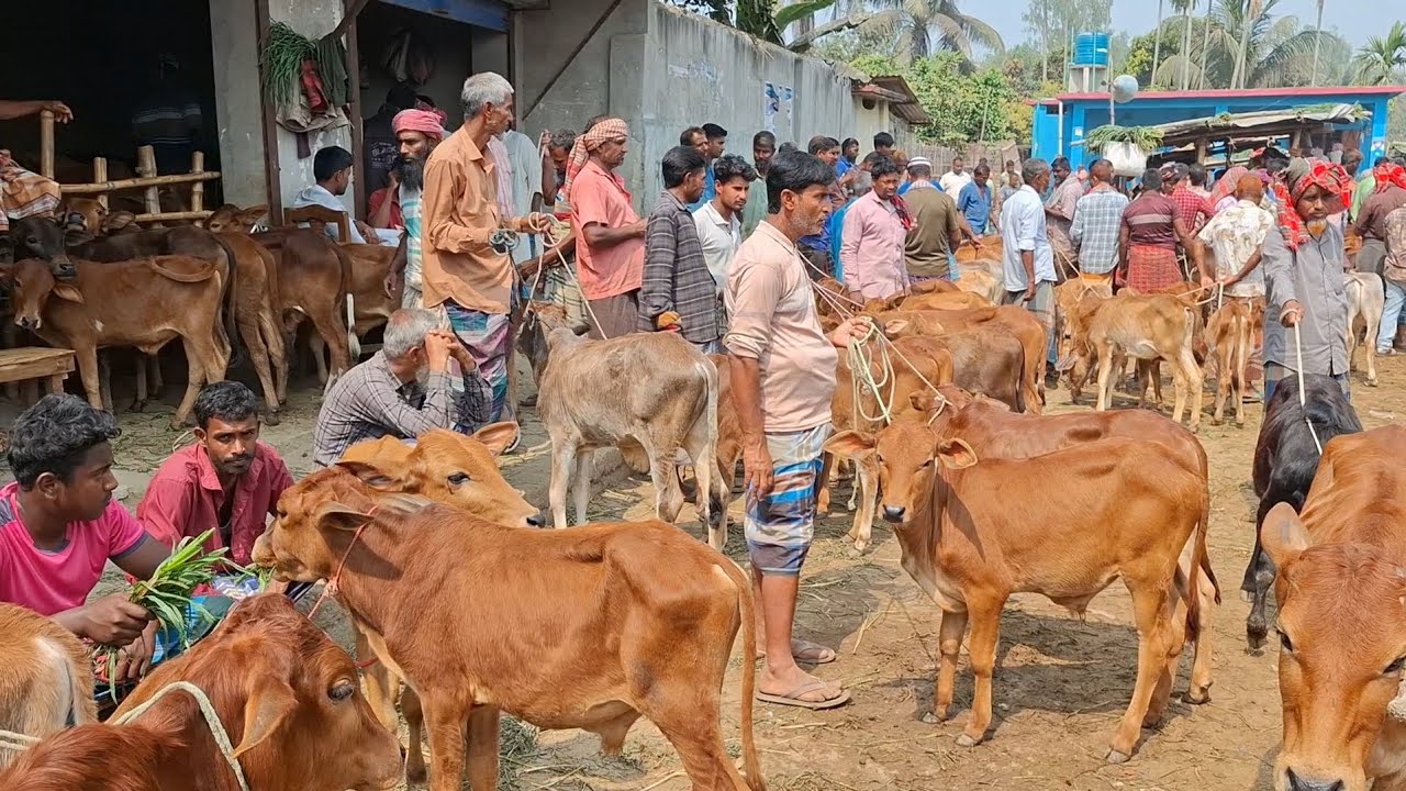 ৭ মার্চ 2026| আমদানি ভরপুর সবচেয়ে ছোট্ট ছোট্ট ষাঁড় ও বকনা বাছুর গরুর | আমবাড়ী হাট | দিনাজপুর 