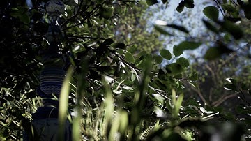 Megascans Tree Assets in Unreal Engine 5 Test UE5 quixel