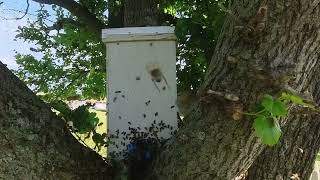 Large Swarm !! Honey Bees moving into my bait box. Swarm Commander Lure