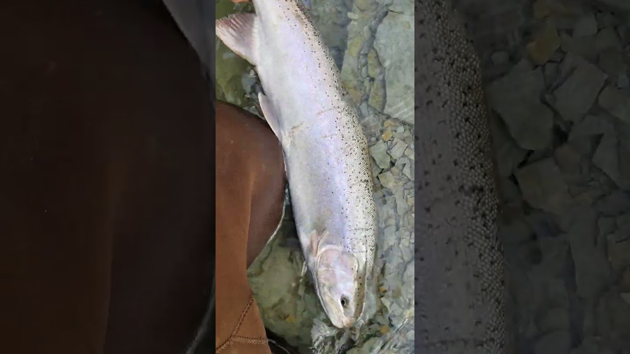 Massive Steelhead Release 