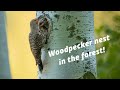 WILDLIFE PHOTOGRAPHY - I found a WOODPECKER NEST! Spring in the forest