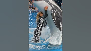 Shocking Dolphin Attack Jessica (Simulation) at Aquatic Show – Unreal 6 Second Clip!